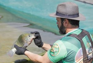 Aquicultura do DF recebe certificado de monitoramento de doenças